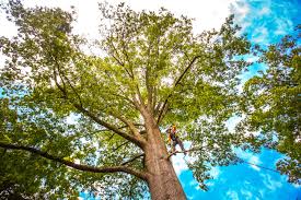 Best Lawn Pest Prevention  in Woodlands, CA