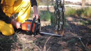 Best Emergency Tree Removal  in Woodlands, CA