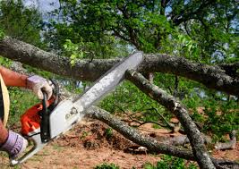 Best Tree Planting  in Woodlands, CA