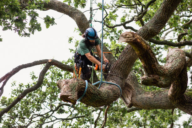 Best Tree Risk Assessment  in Woodlands, CA
