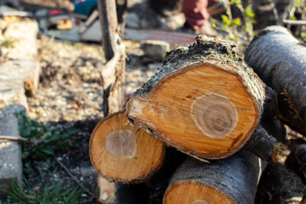Best Firewood Processing and Delivery  in Woodlands, CA