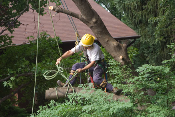 Best Seasonal Cleanup (Spring/Fall)  in Woodlands, CA