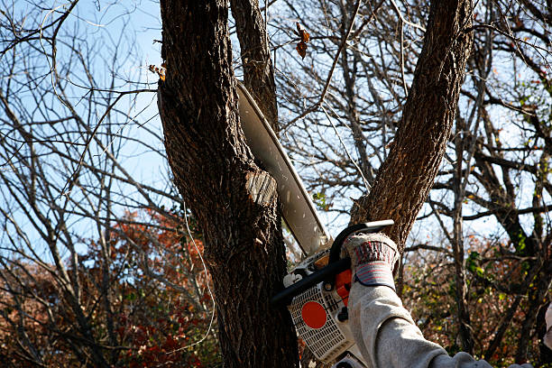 Best Hazardous Tree Removal  in Woodlands, CA