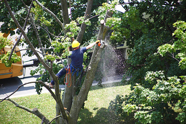 Best Tree Disease Treatment  in Woodlands, CA