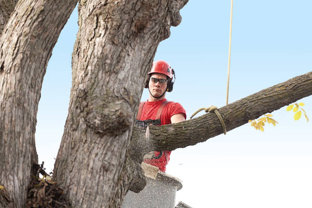 Best Tree Mulching  in Woodlands, CA